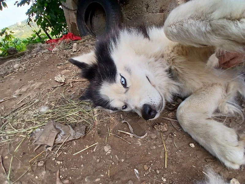 husky for sale