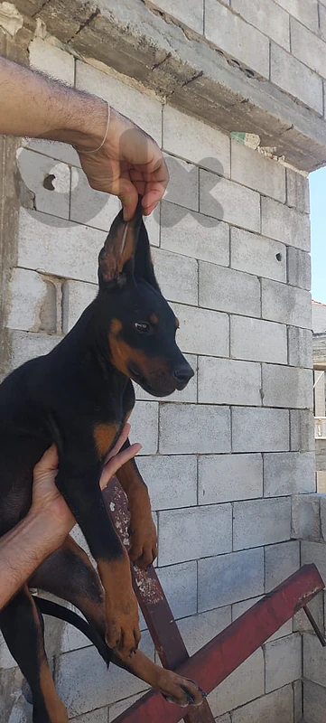 doberman