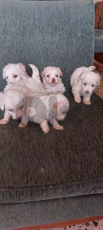 bichon