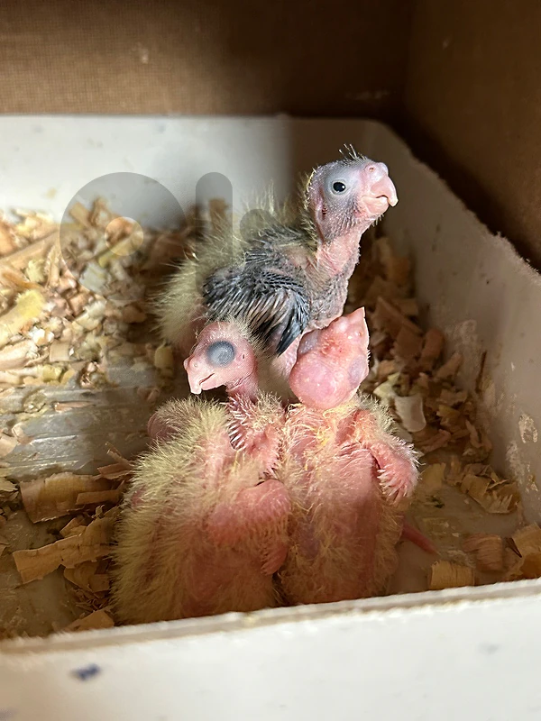 4 Baby Cockatiels