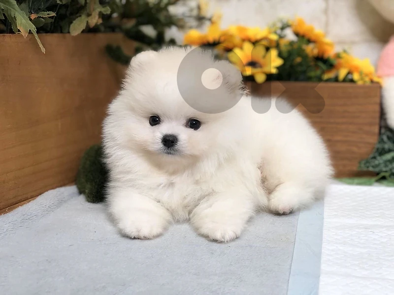 Pomeranian full white بومرنيان Pomeranian full white بومرنيان