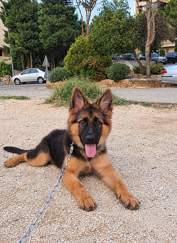 berger german 3 month