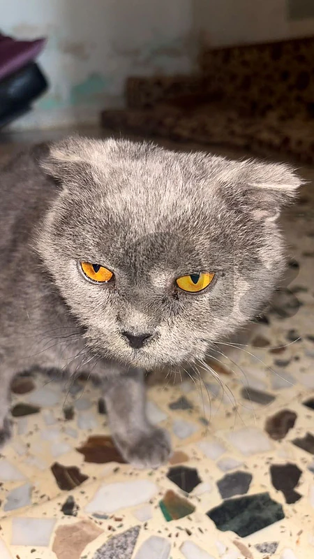 قطه سكوتش