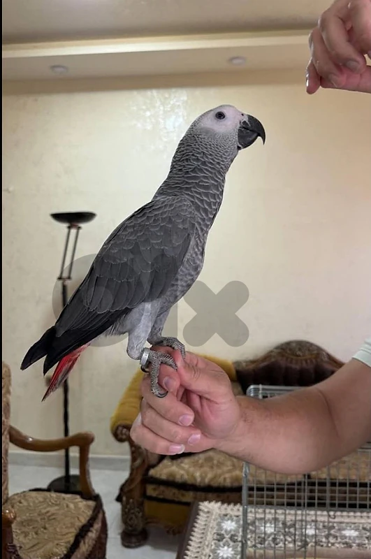 فر ببغاء كاسكو عين سودا