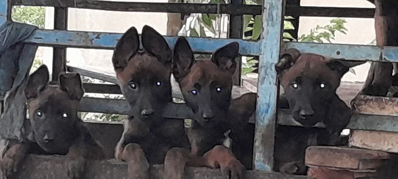 malinois