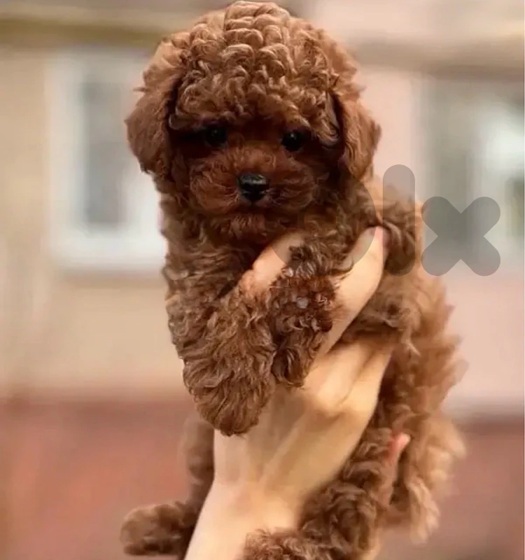 Tiny Toy Poodle puppy red brown Dog Delivery كلب
