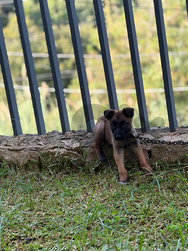 Purebreed Belgian Malinois