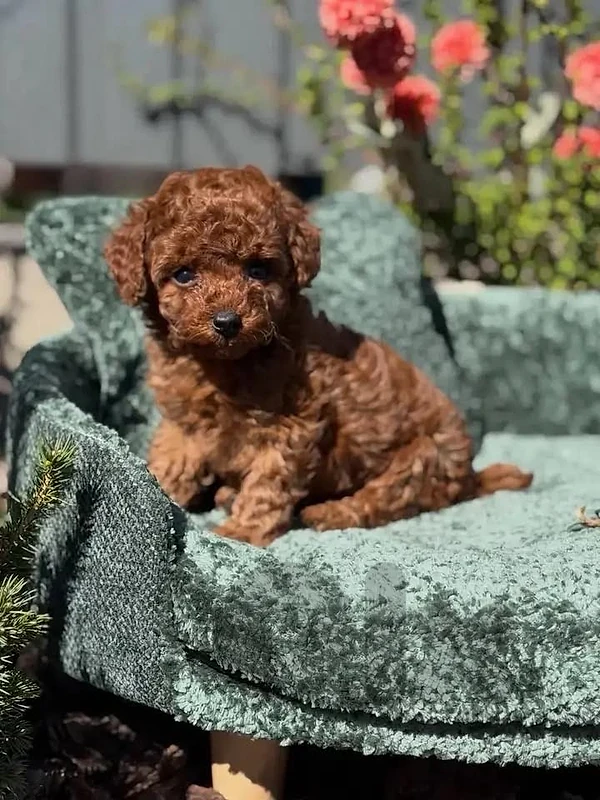 Adorable Toy Poodle Red Brown dark color available in store & delivery
