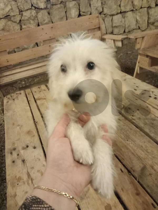 mini bichon 2 month