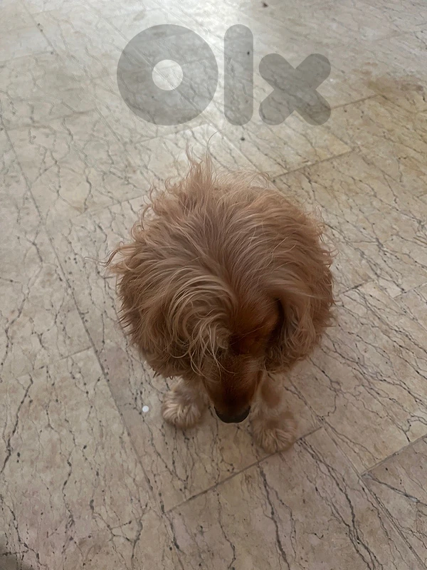 Cocker Spaniel