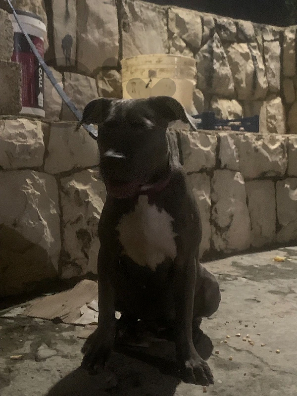female pitbull blue nose