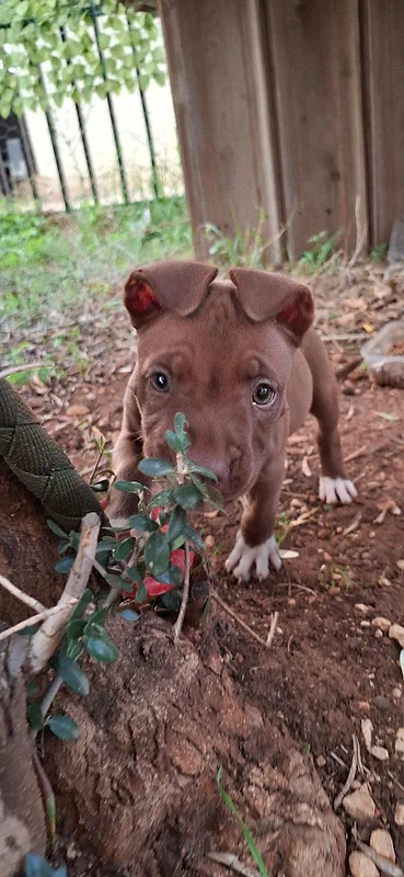 pitbull rednose female