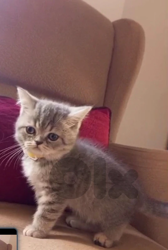 silver tabby   kitty age 2 month well trained litter box