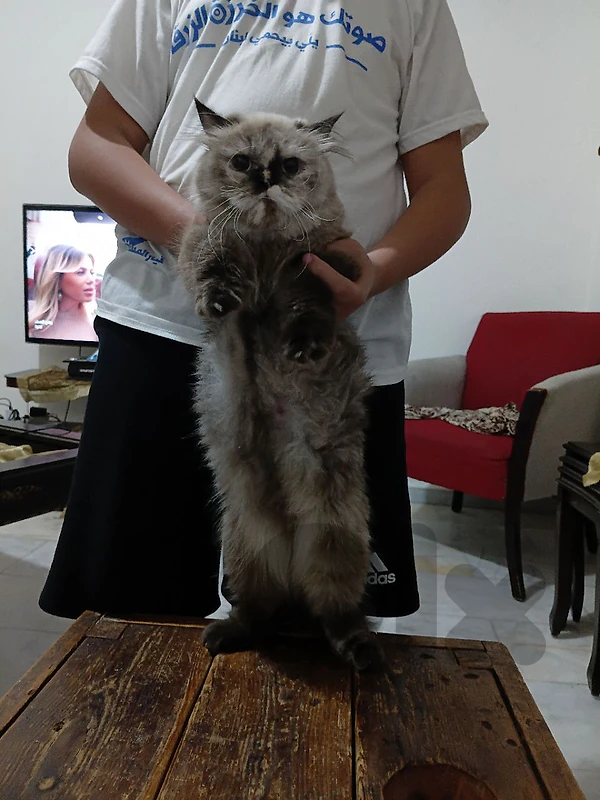 عرمون الضيعة