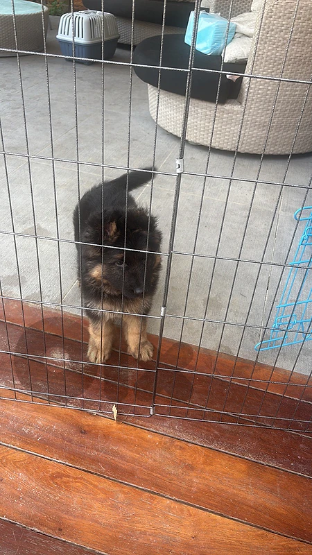 name of dog :hulk