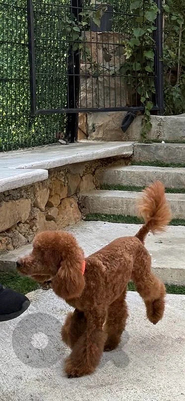toy poodle