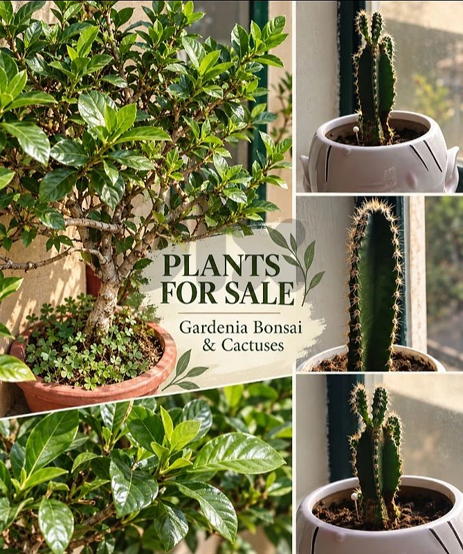 Gardenia Bonzai Cactus 5