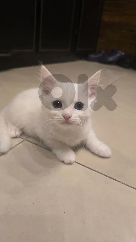 Kitten Turkish Angora