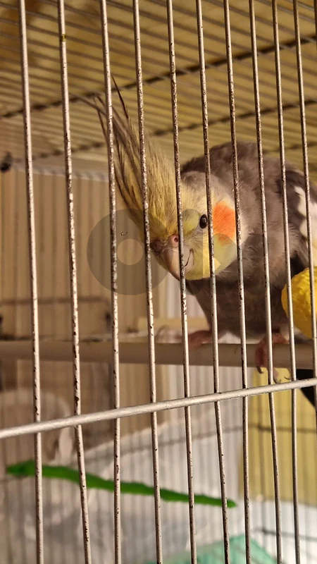 كروان حبشي ذكر جاهز