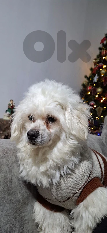 dog for adoption
