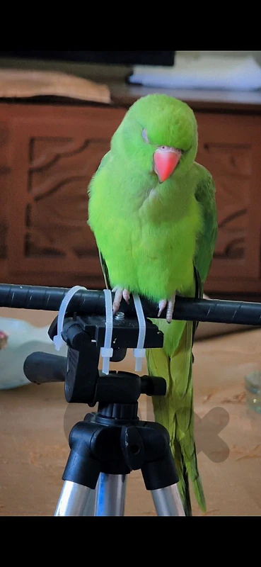 Ringneck parrot