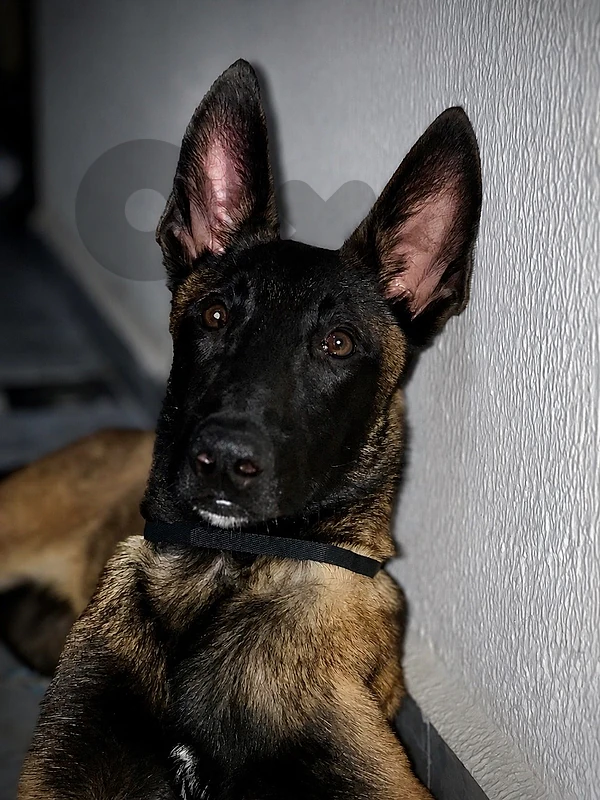Dog Malinois