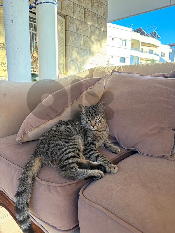 ADOPT NOW! Mixed Mackerel Tabby