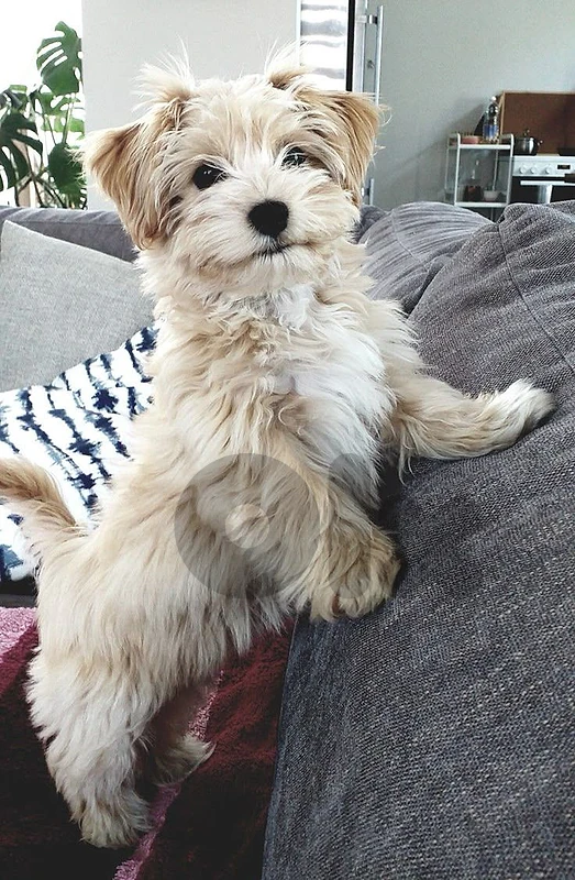 Havanese Puppy - in Store / delivery available