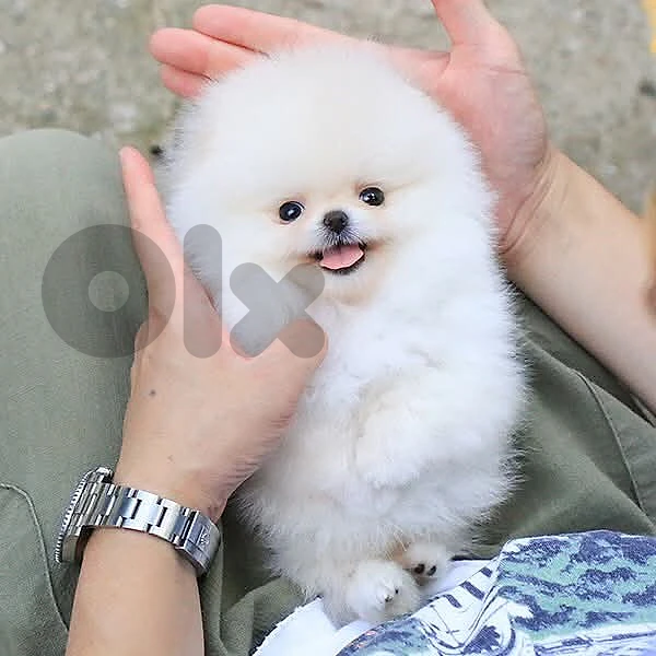 Teacup Pomeranian Boo Face / delivery available