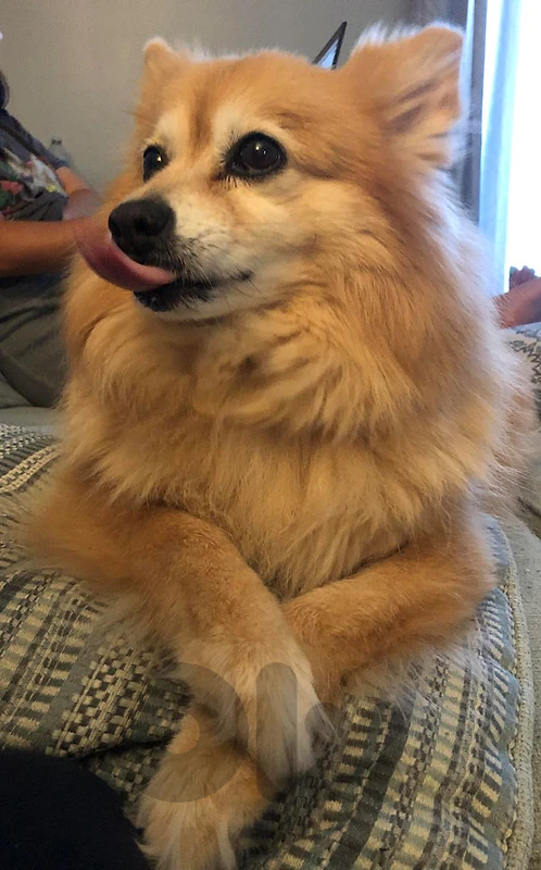 Pomeranian 8 month very beautiful and friendly full vaccinated