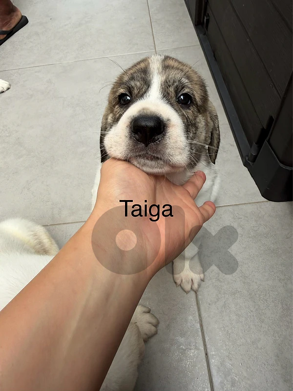 ALABAI / CENTRAL ASIAN SHEPHERD PUPPIES FOR SALE