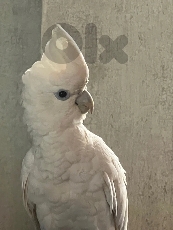 cockatoo for sale