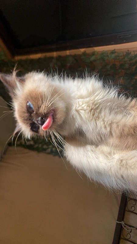 buy my cat
