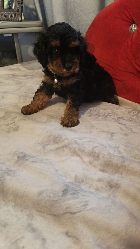 poodle