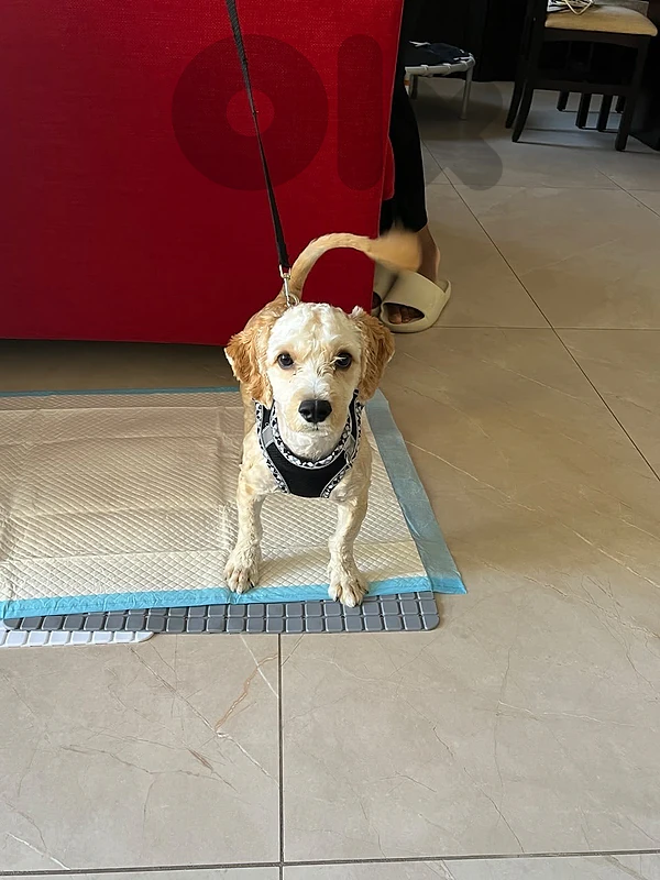 Maltipoo puppy male 5 months