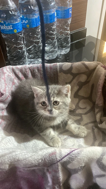 cat:Mom and ther kitten For Adoption