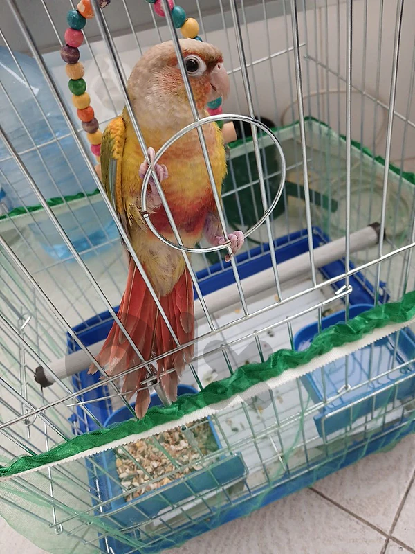 conure with cage