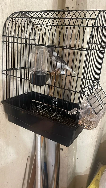 birds for sale