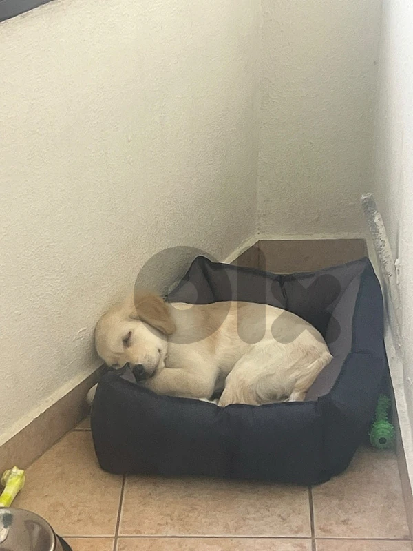 golden retriver (adoption)