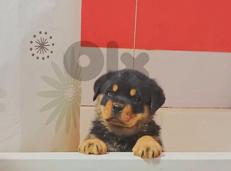 Puppies Available