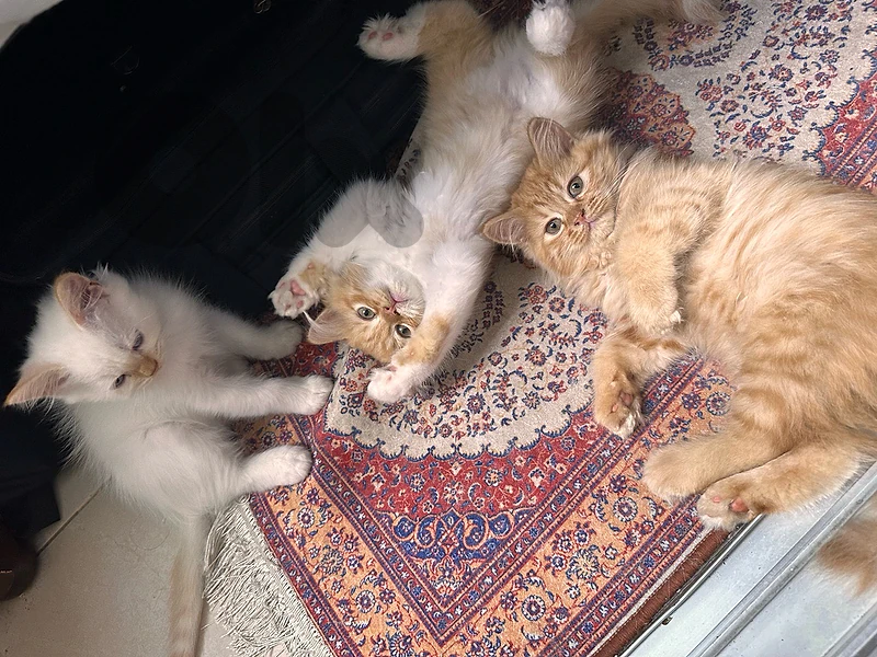 kittens persian