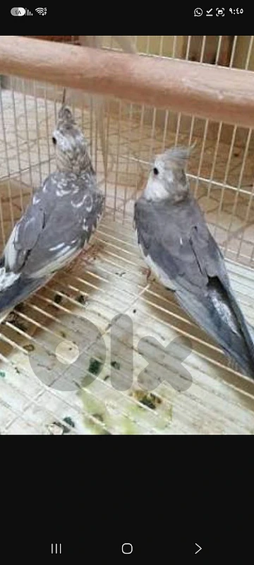 وايت فيس