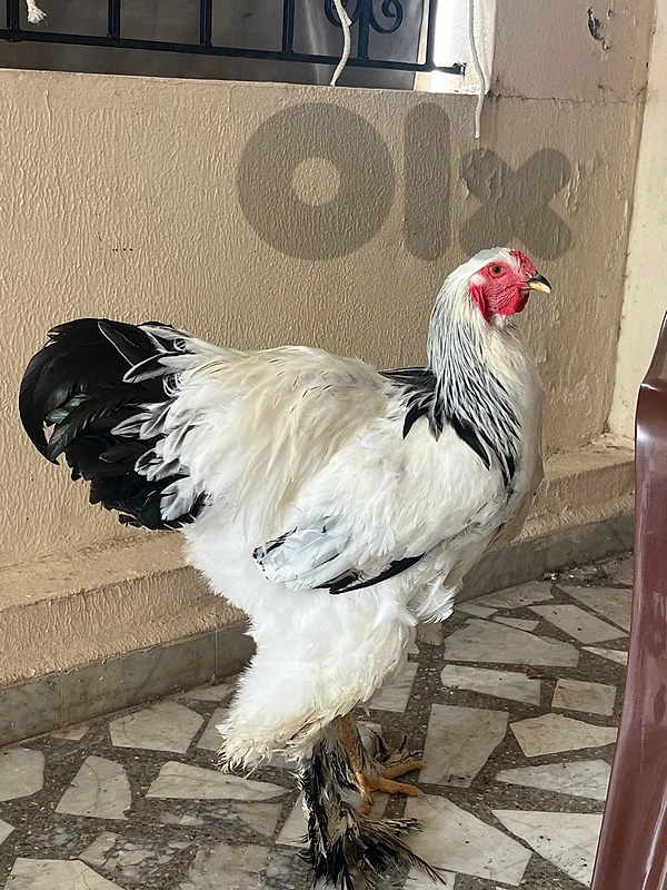 جوز براهما بذرة اجنبية