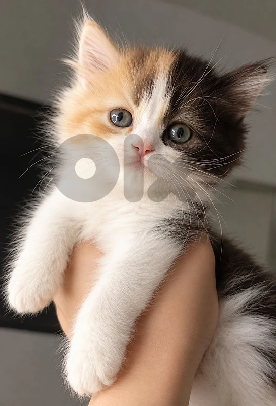persian female