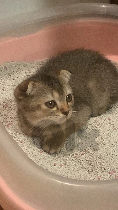 kitten very friendly