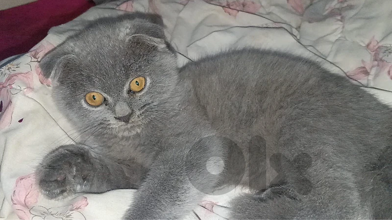 cat scotiah