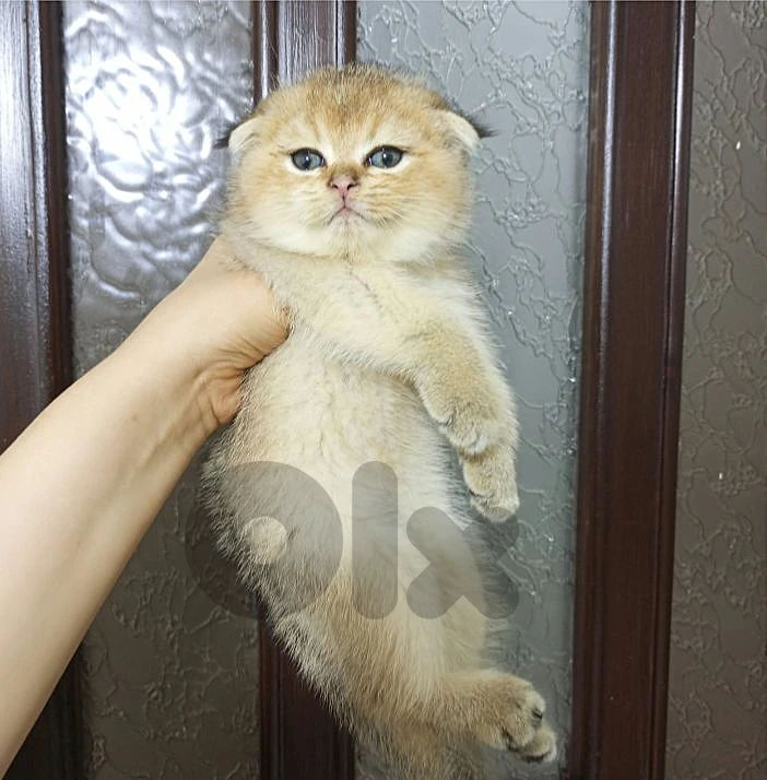 Golden chinchilla