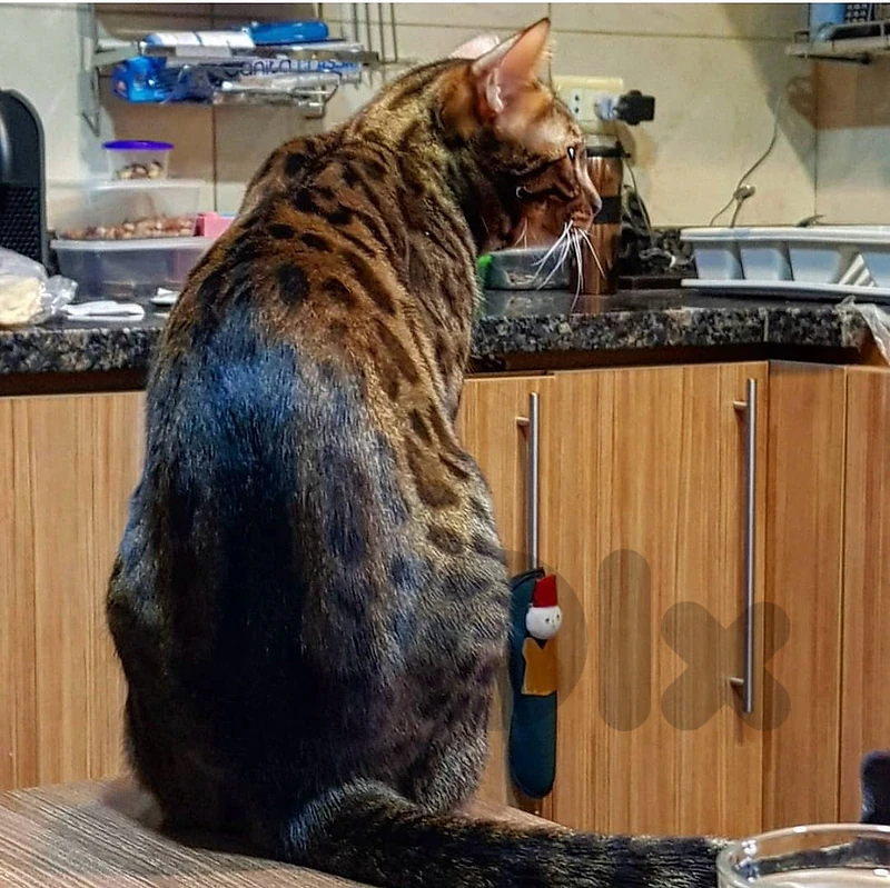 bengal male 7 years