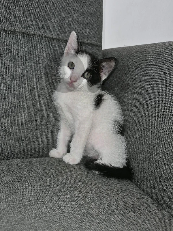 kitten fo adoption