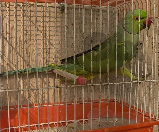 Parrot